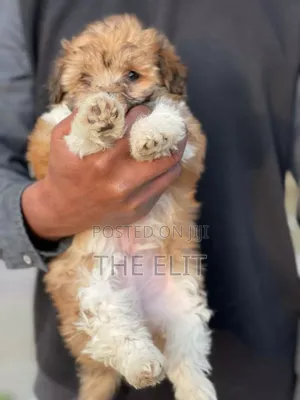 1-3 months Male Mixed Breed Maltese Shih Tzu