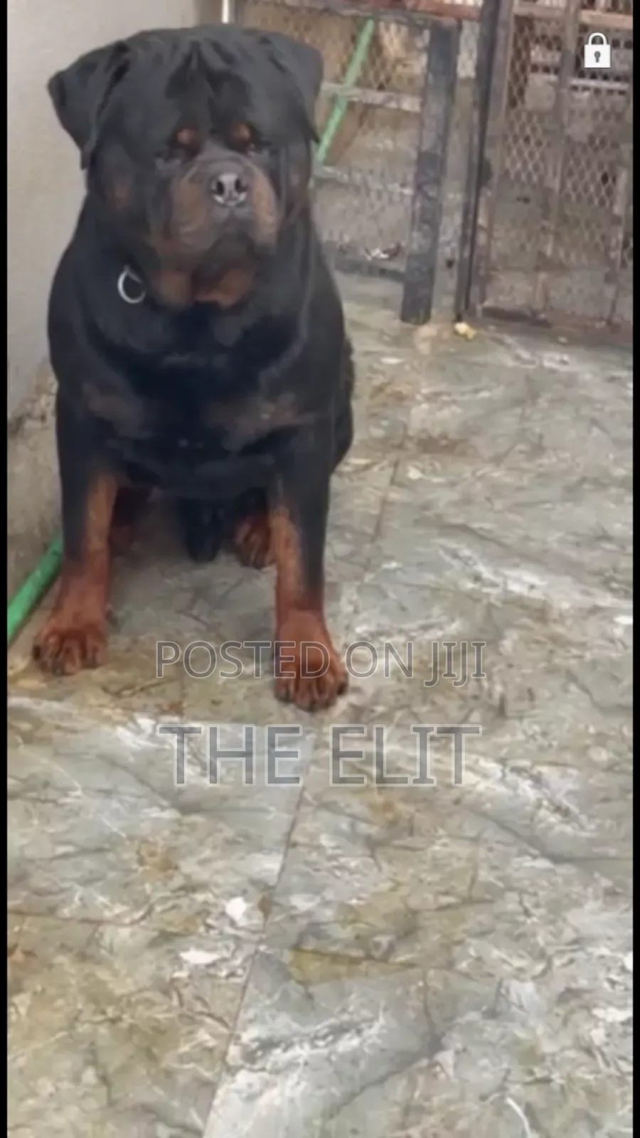 0-1 month Male Purebred Rottweiler