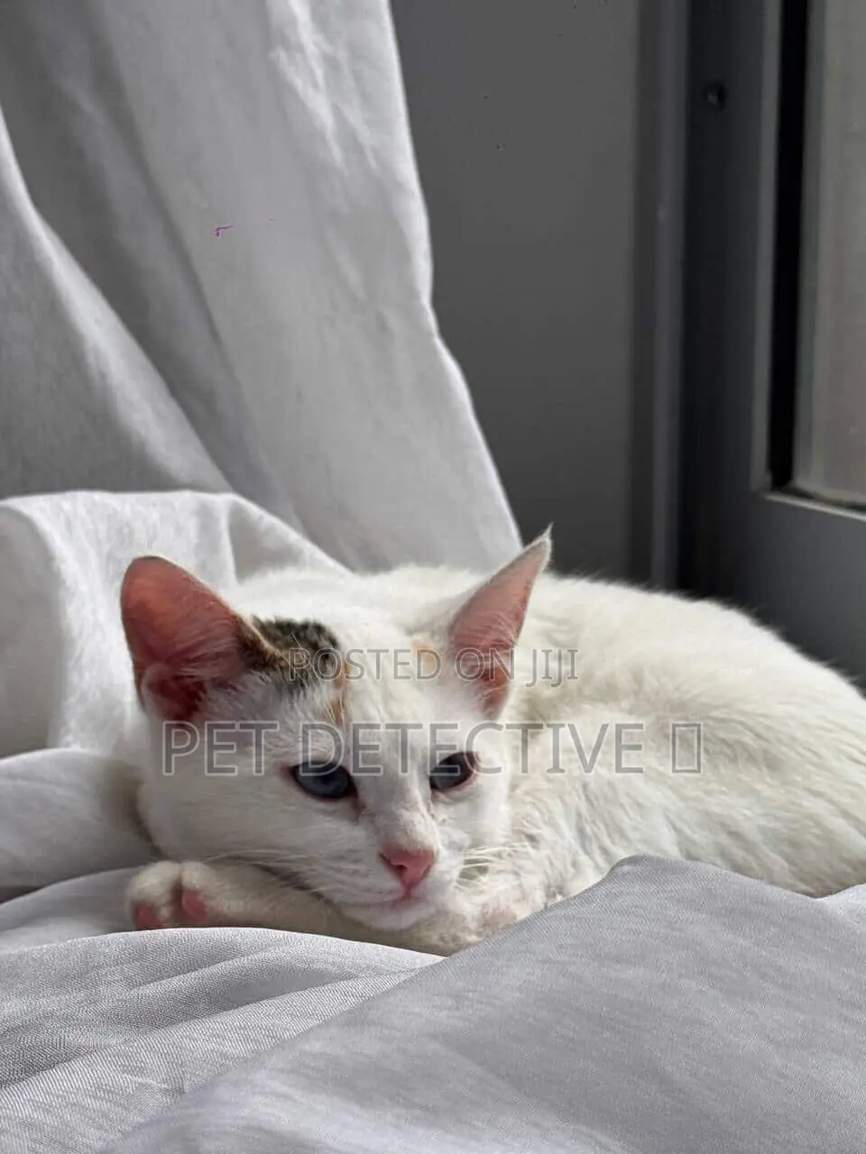 1-3 months Male Purebred American Shorthair