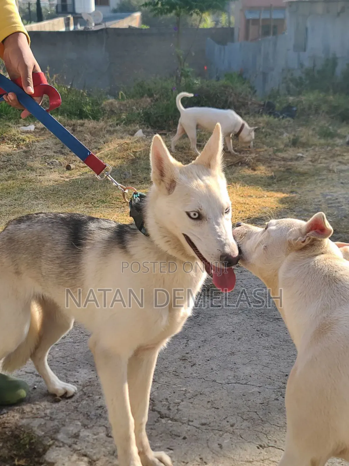 3-6 months Female Mixed Breed Siberian Husky