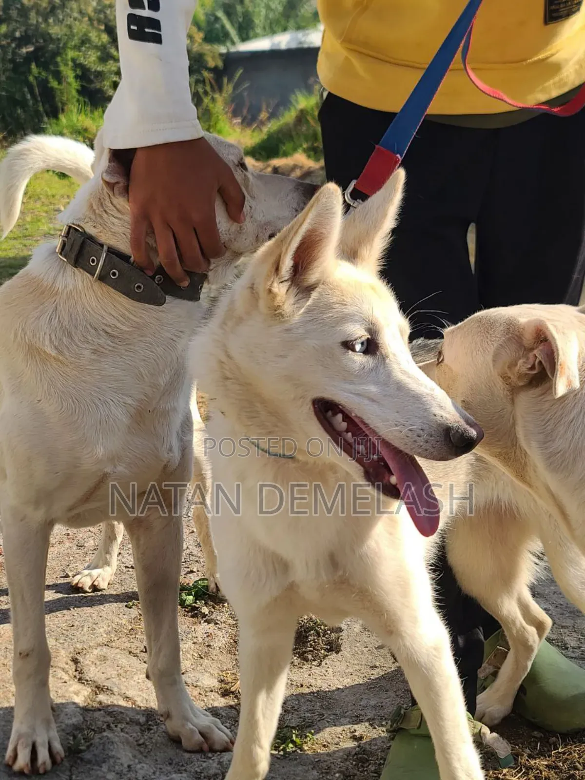 3-6 months Female Mixed Breed Siberian Husky