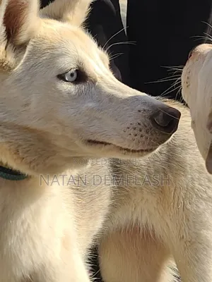 3-6 months Female Mixed Breed Siberian Husky