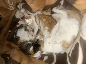 Photo - 1+ year Female Purebred Abyssinian