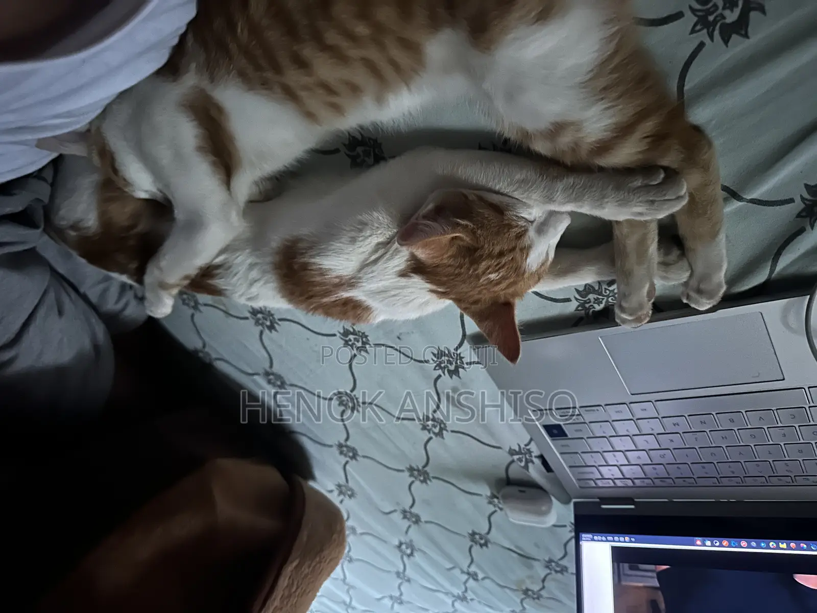 1+ year Female Purebred Abyssinian