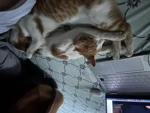 1+ year Female Purebred Abyssinian