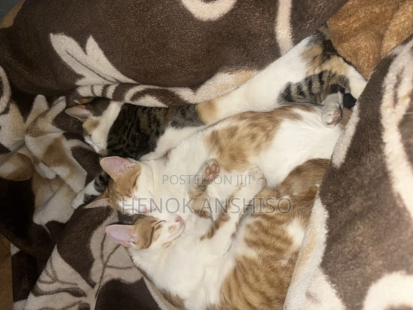 1+ year Female Purebred Abyssinian