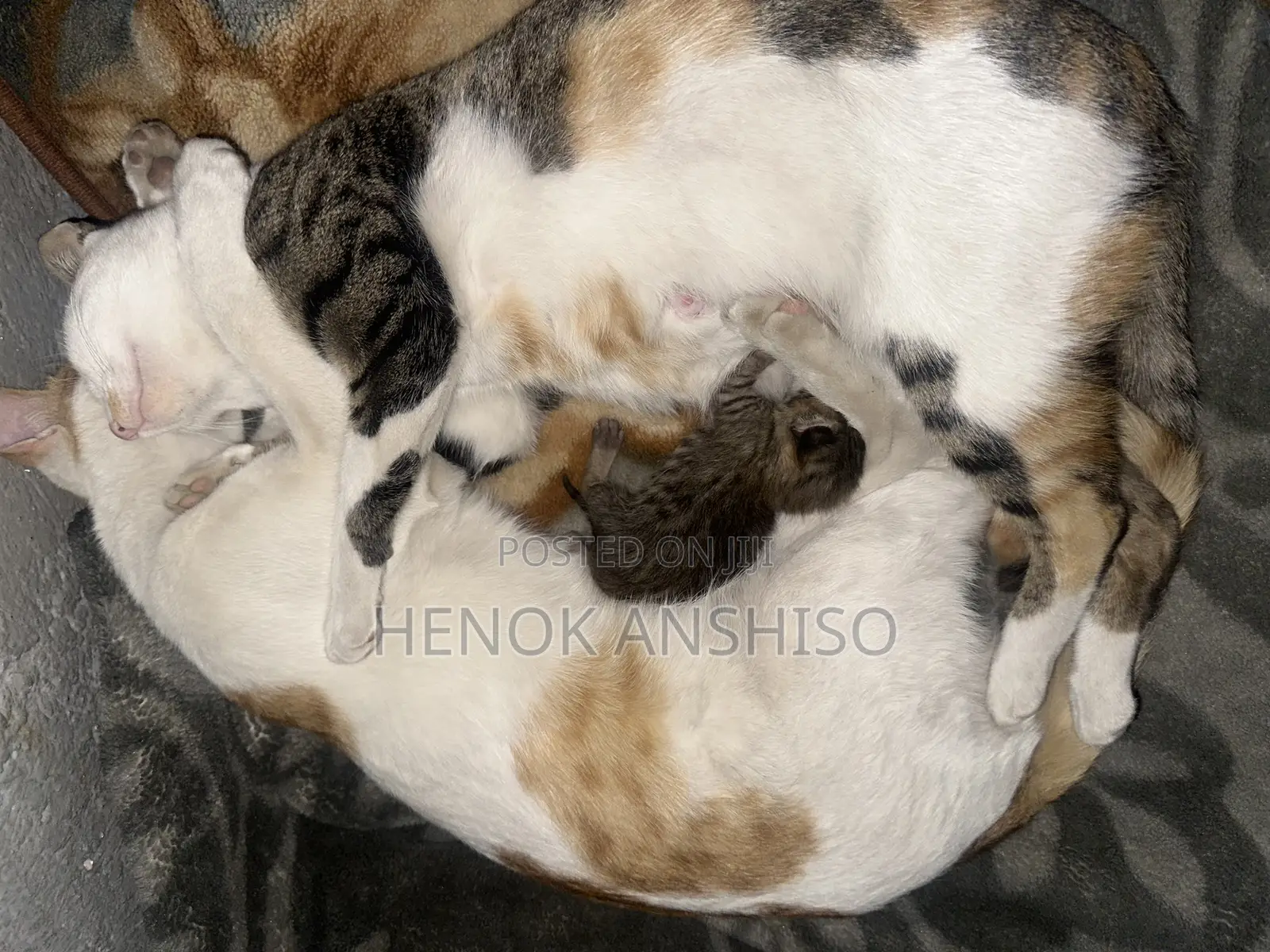 1+ year Female Purebred Abyssinian